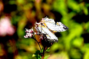 イシガケチョウ