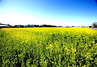 見渡す限りの黄色い菜の花