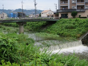 6日午前中の大根川の様子