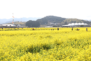 なの花まつり①