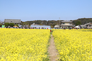 なの花まつり③