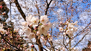 若宮八幡宮の桜