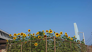 市役所の人権の花・ヒマワリ