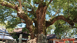 宇美八幡宮の境内の御神木