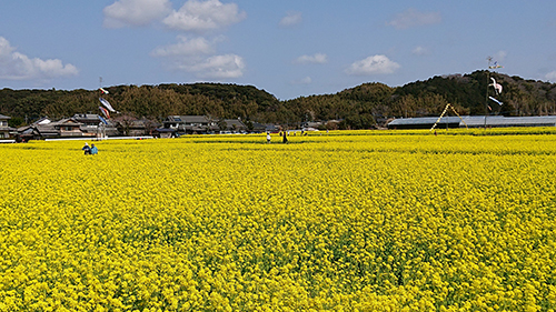 菜の花畑