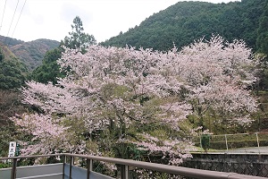 鬼王荘さんのテラス席