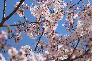 桜咲く古賀中入学式