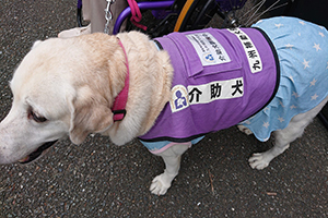 介助犬2