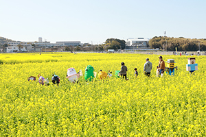 なの花2