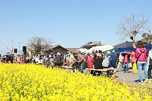 なの花3