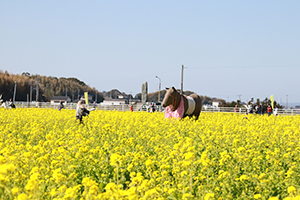 なの花7