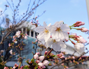 桜