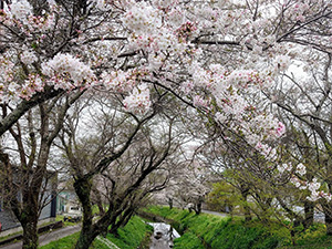 薦野の桜