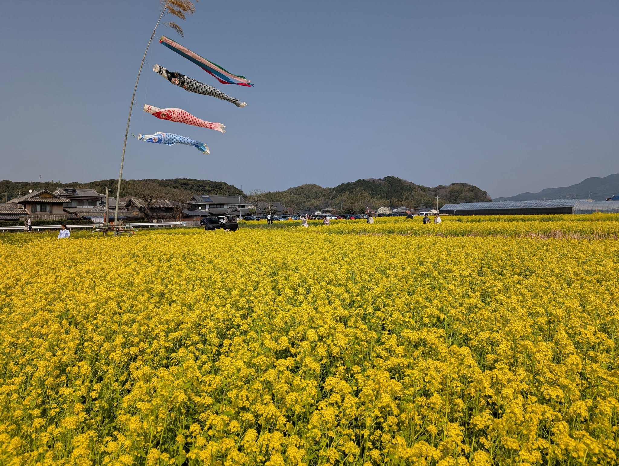 なの花３