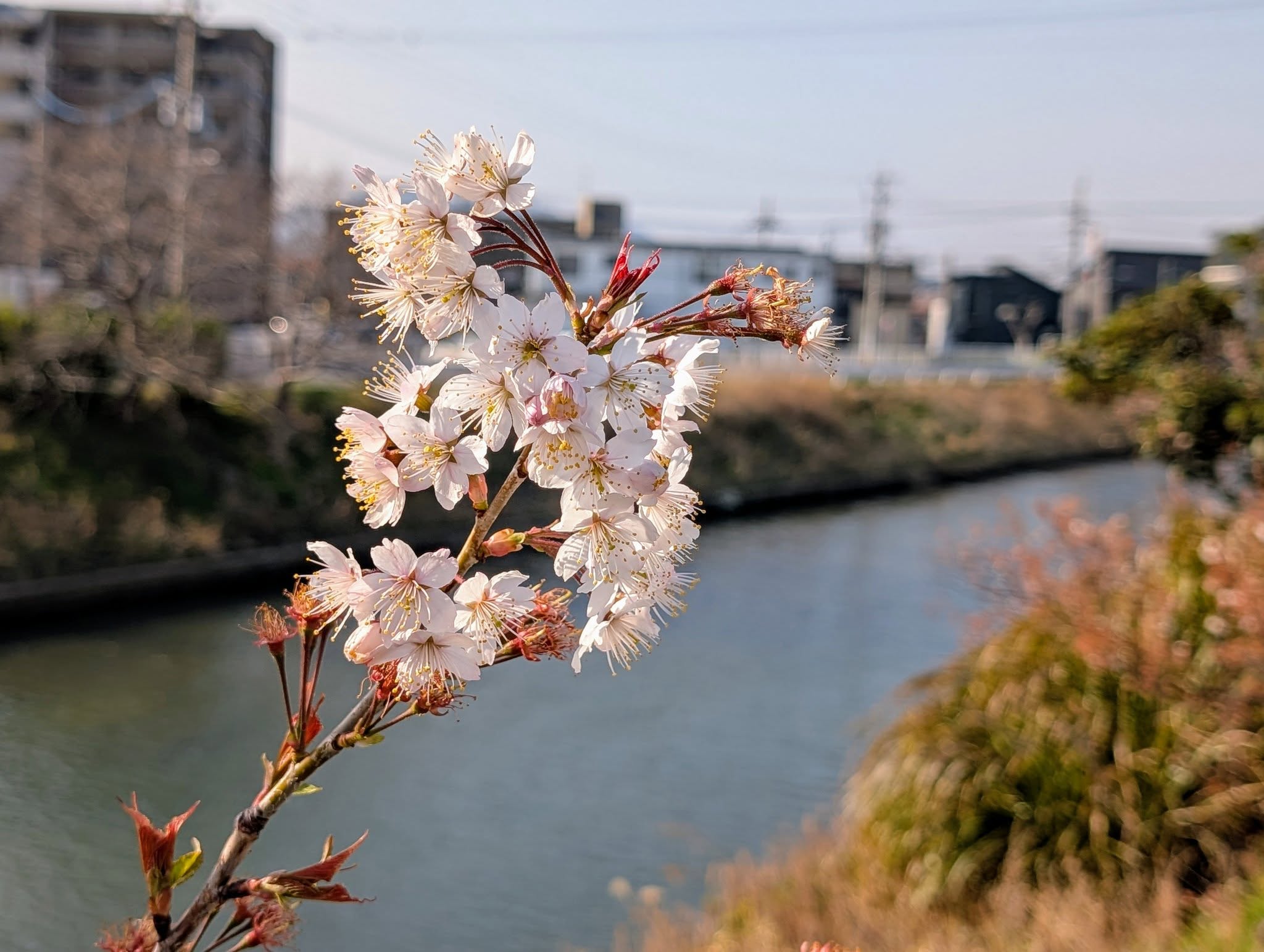 桜