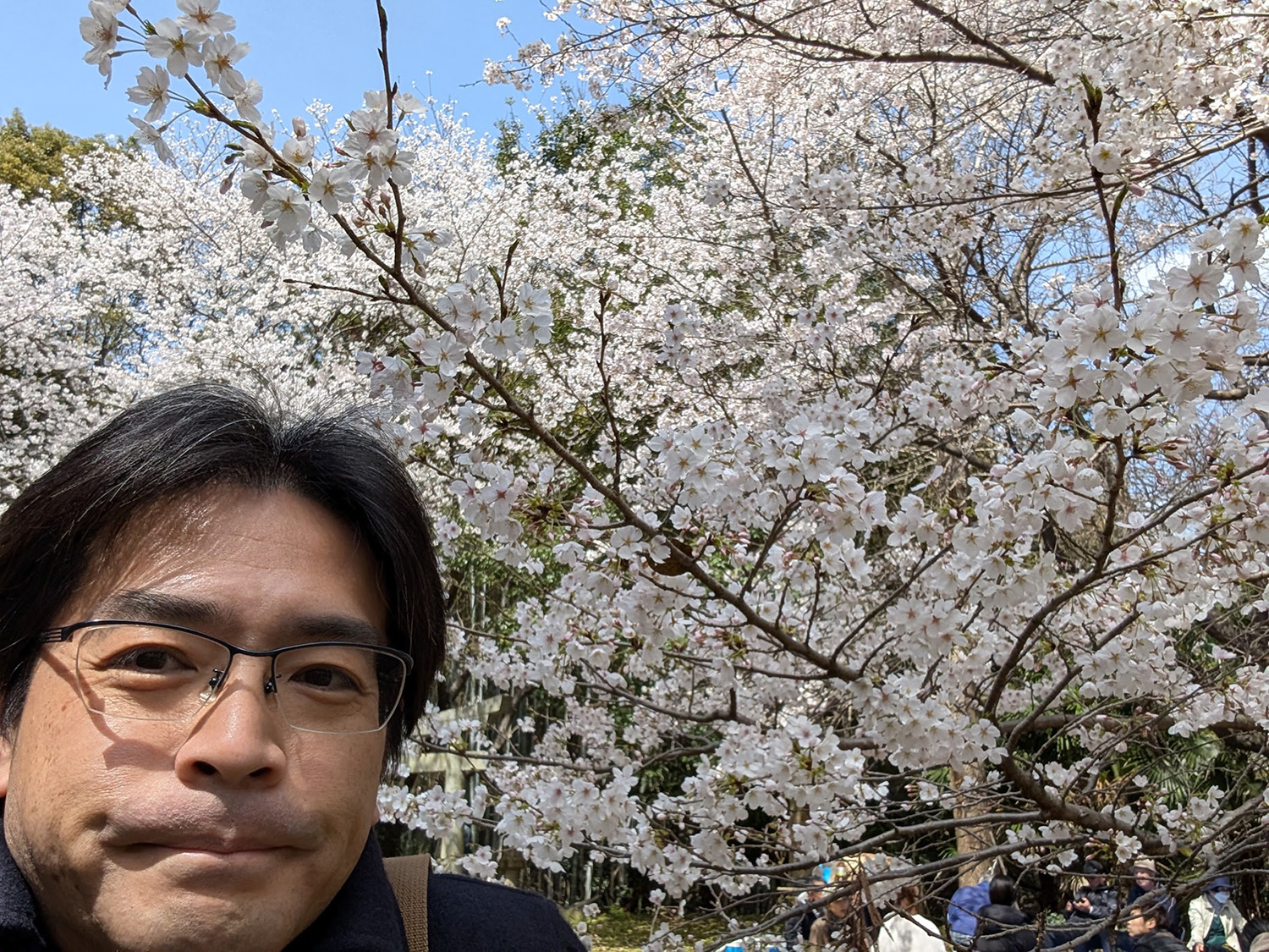 桜１