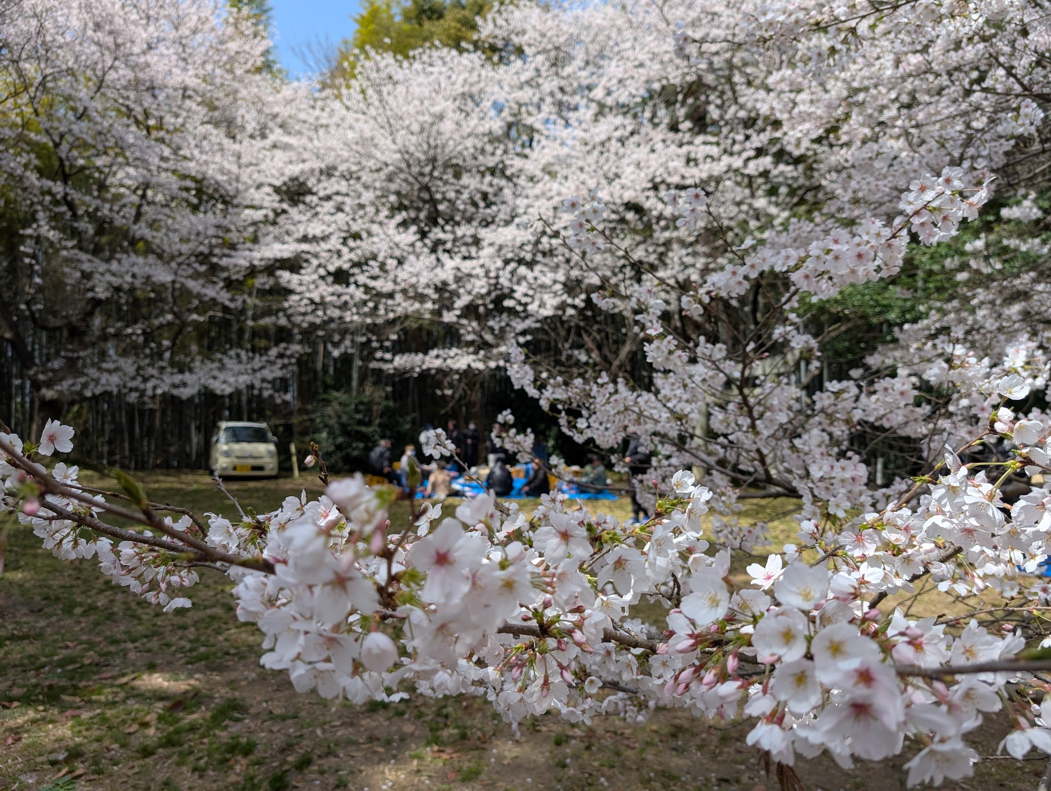 桜２