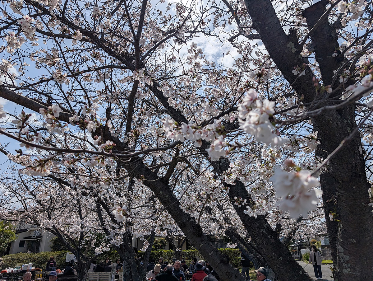 桜３