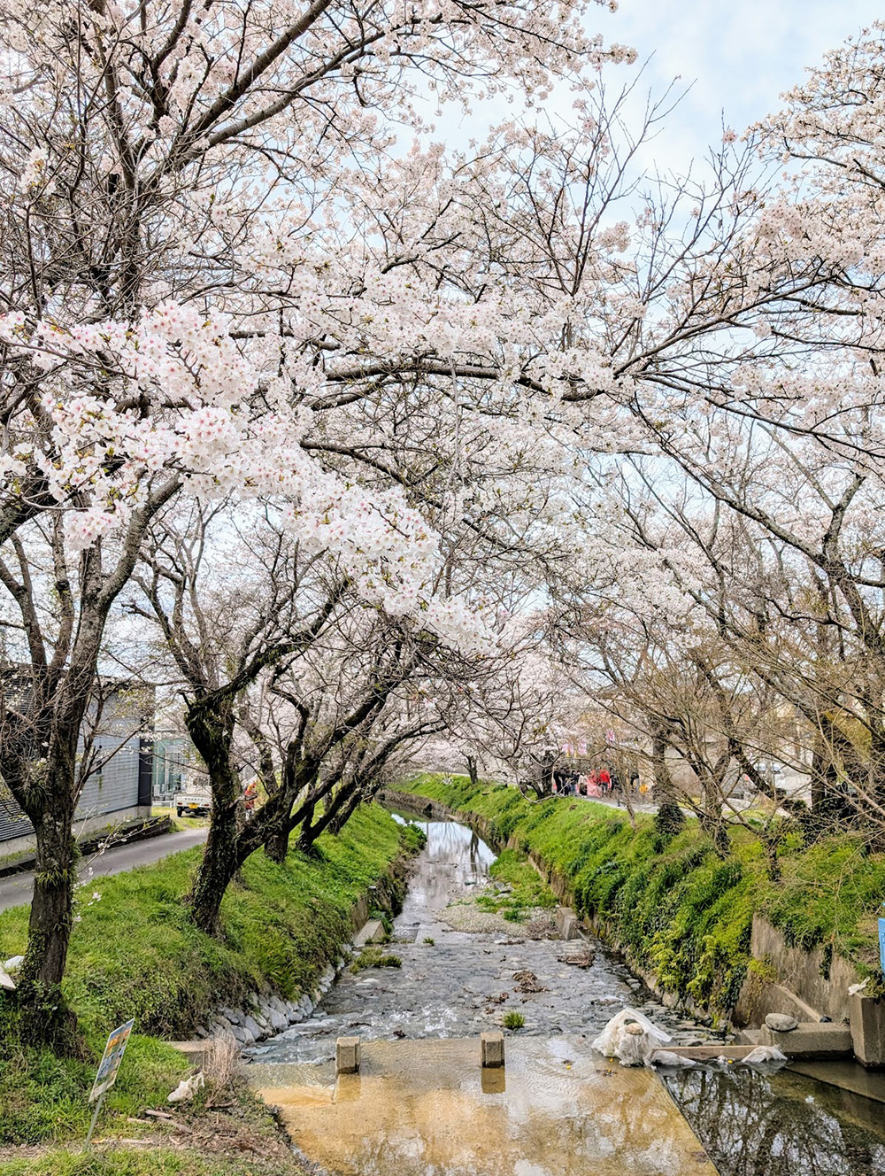 桜４