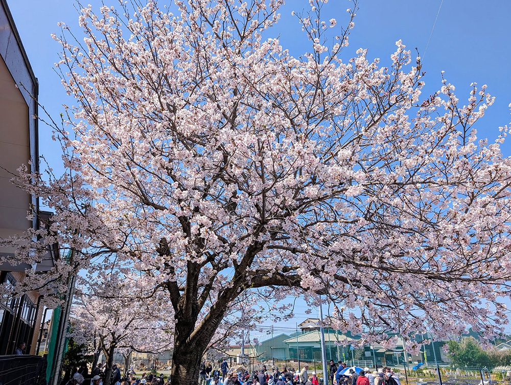 町川原の桜の木