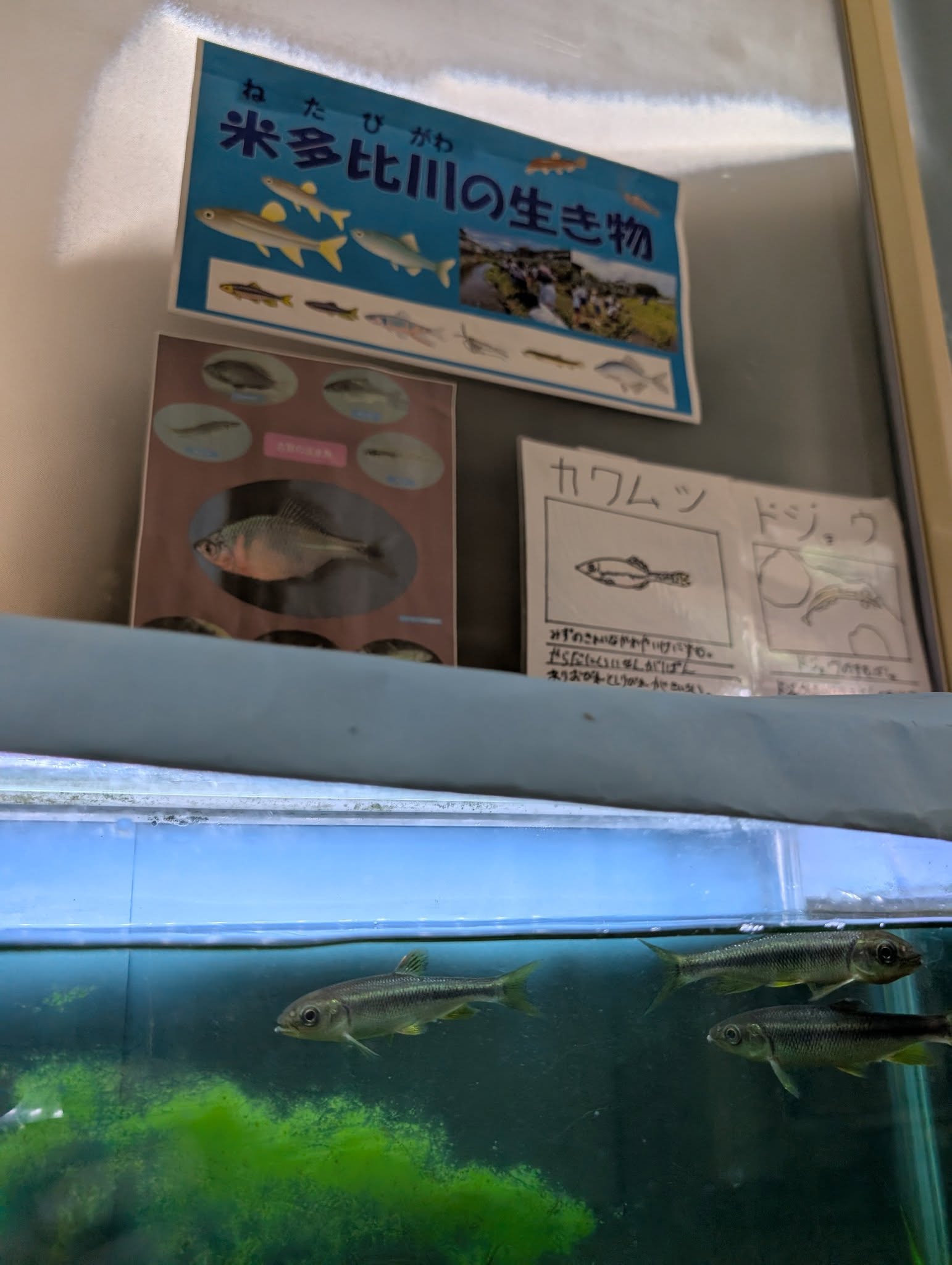 お手製水族館