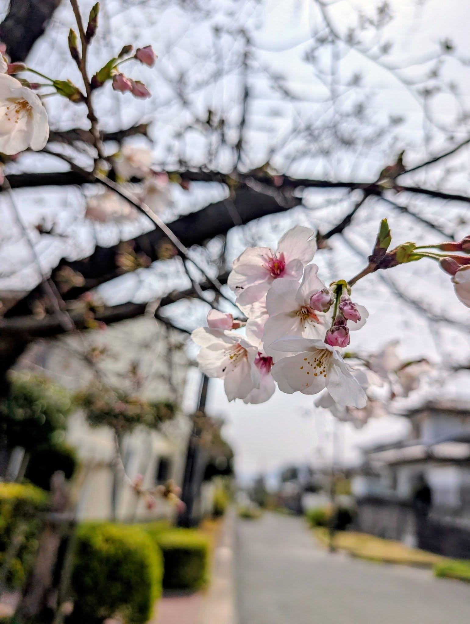 花鶴丘3丁目区のお花見２