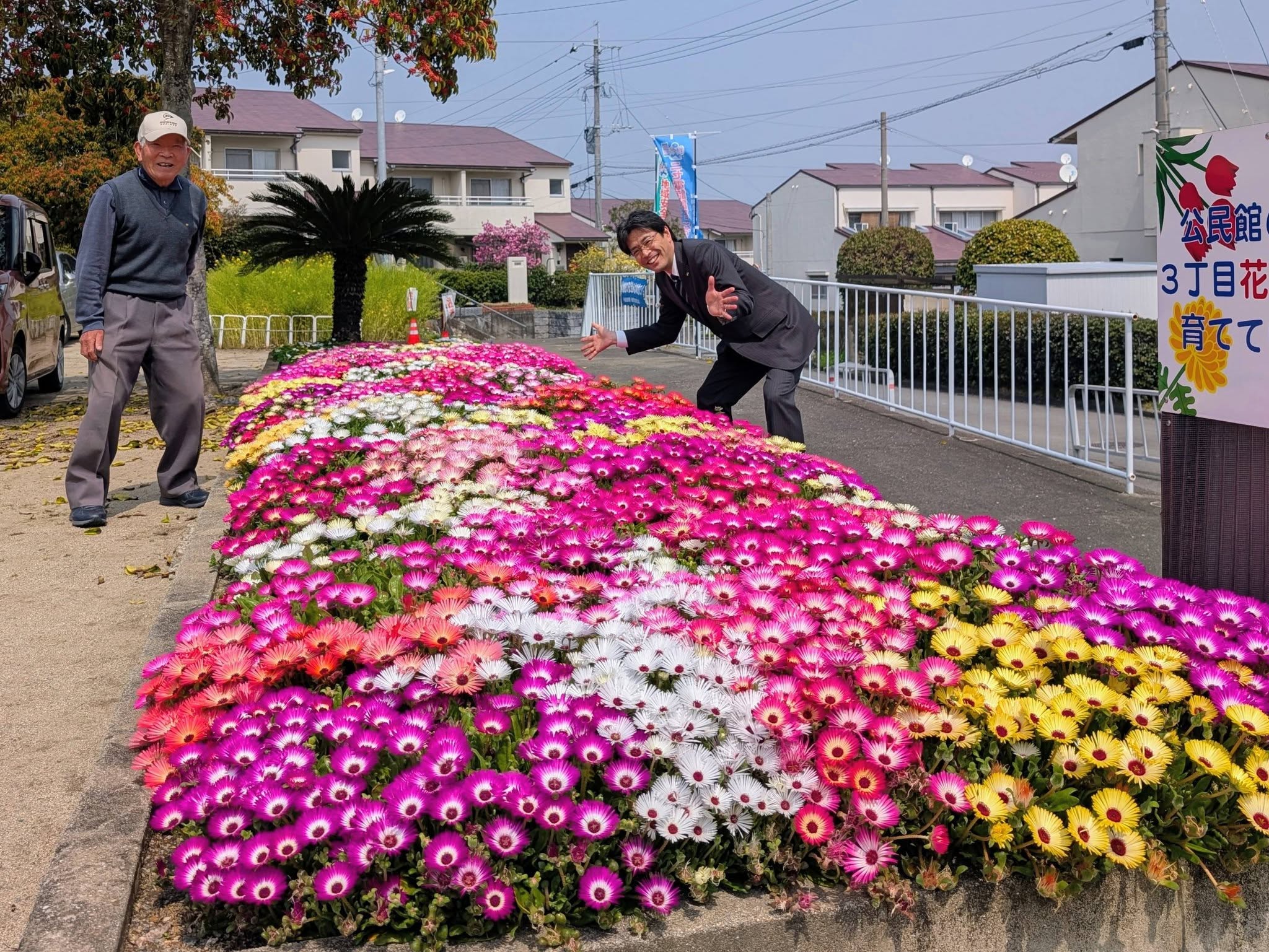 リビングストンデージー