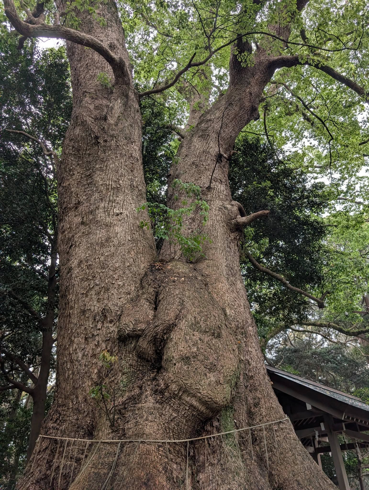 五所八幡宮２