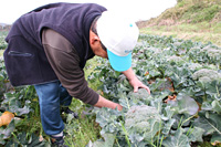 ブロッコリー提供：渡　公利さん（小山田）