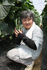 きゅうりの生産者：木村豊子さん（薬王寺）