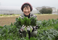 ほうれん草の生産者：古森千寿代さん（青柳）