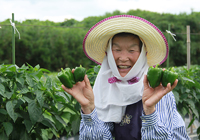 ピーマンの生産者：元満寿実恵さん（久保）