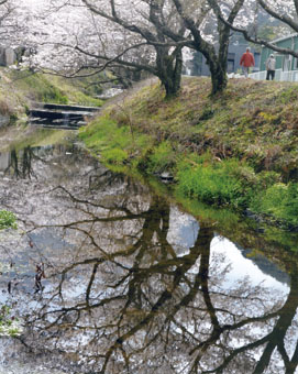 清流に咲く