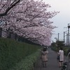 桜を愛でる方々