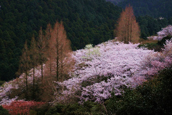 桜の園（さくらのその）