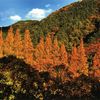 晩秋の興山園