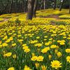 松林の花園