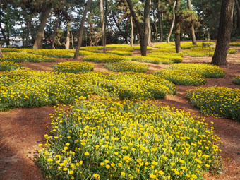 松林の花園