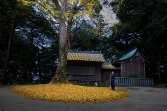 大樹の土俵入り