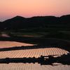 夕暮れの棚田