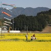 菜の花まつり