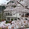 桜一色の薬王寺温泉