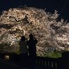 薦野の夜桜劇場