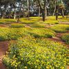 松林の花園