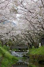 清滝清流の桜並木