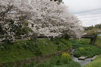 薦野橋付近（大根川沿い）