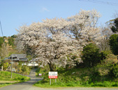 医王寺と桜（筵内）