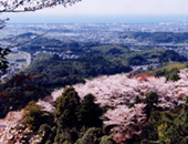 興山園の桜（米多比）