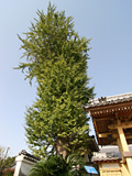 古賀市の巨木4