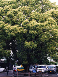古賀市の巨木10